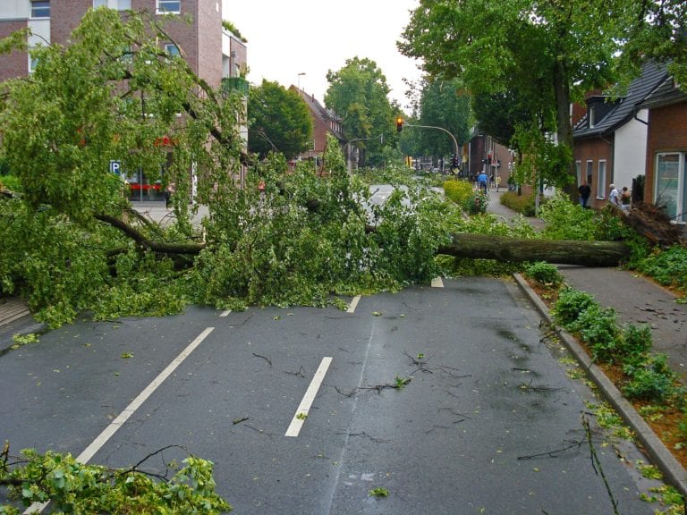 Town street with a fallen tree blocking the path.